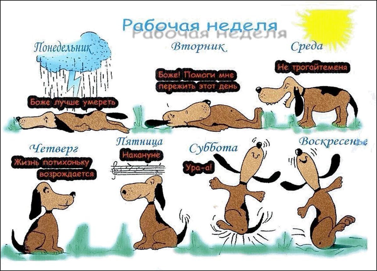 Человек пинает свинью