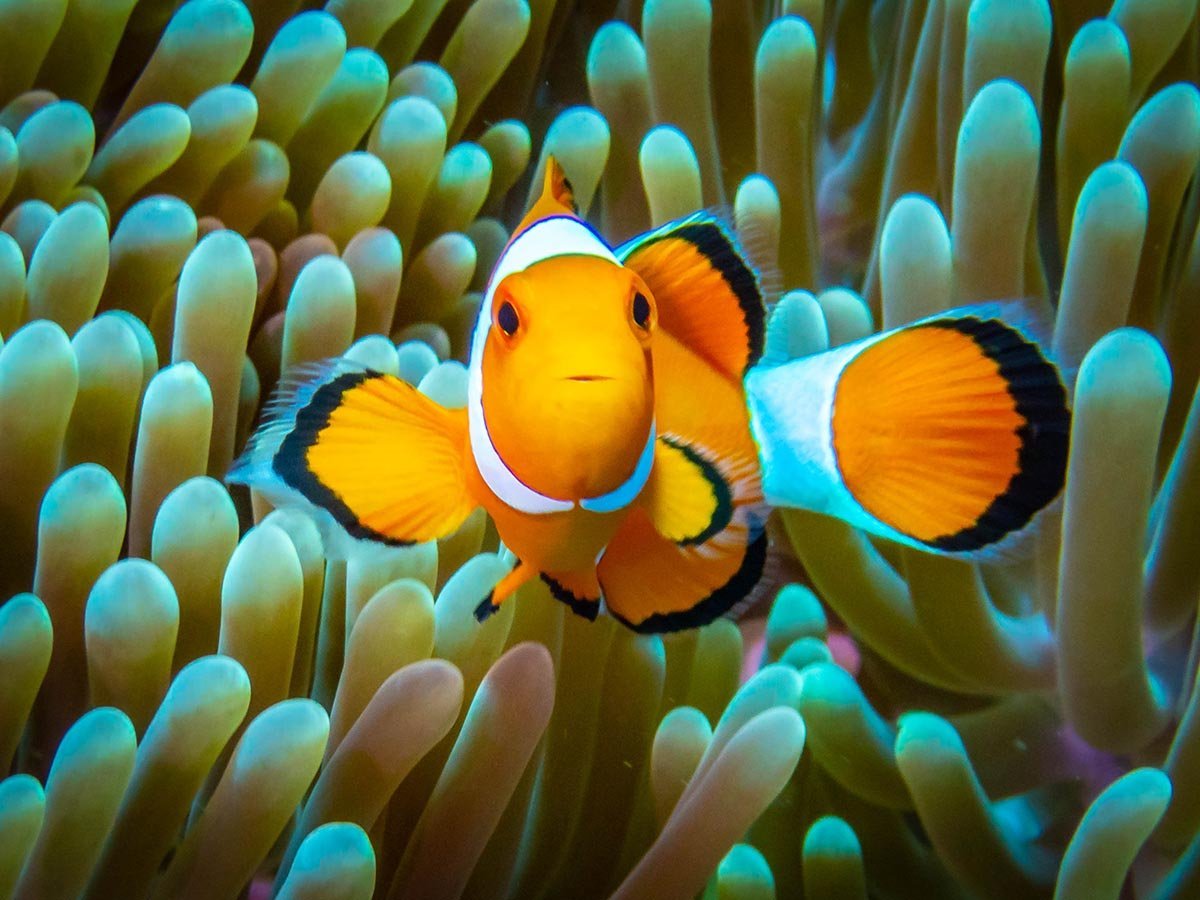 Рыба клоун оцеллярис