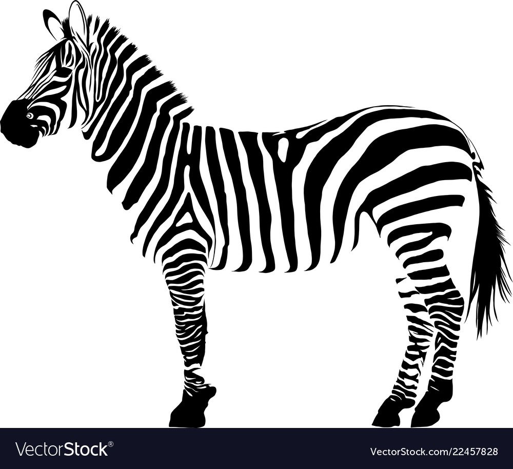 Силуэт черно-белый Зебра