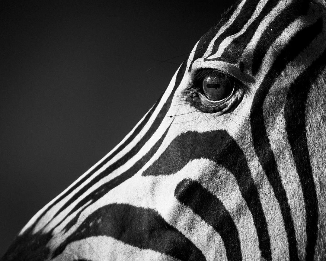 Крутая Зебра