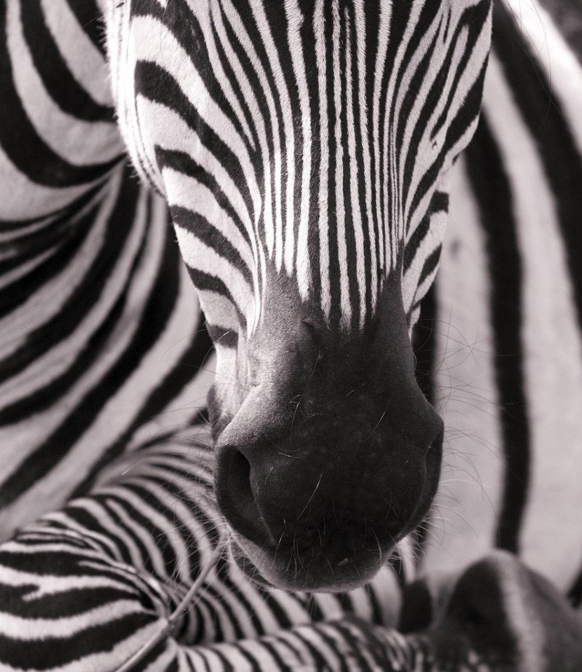 Зебра черно белая