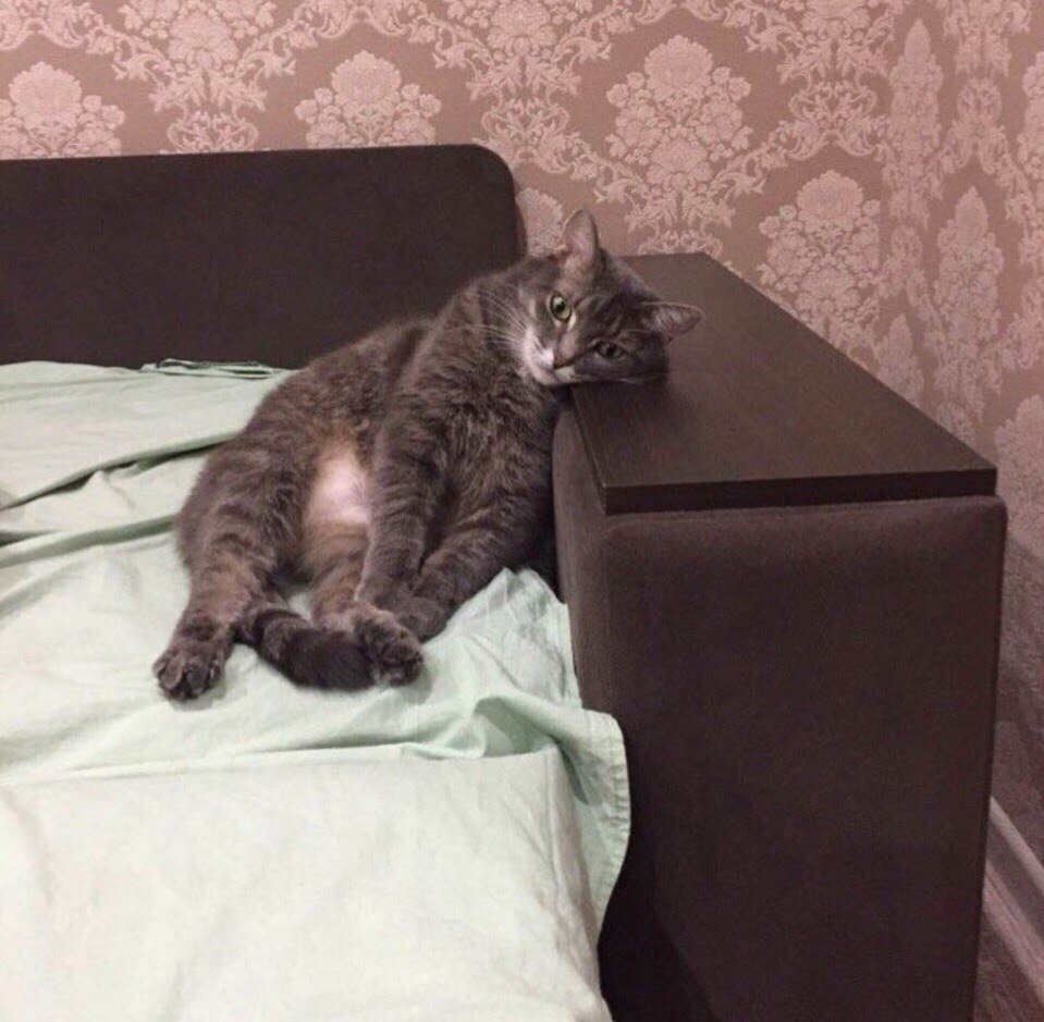 Приуныл со всей силы кот