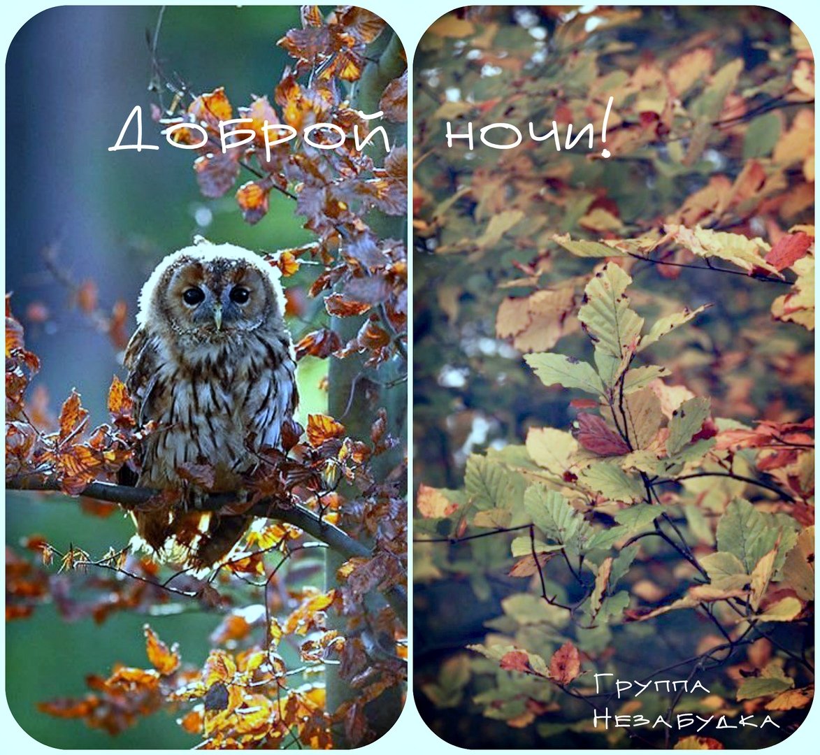 Уютного вечера и доброй ночи