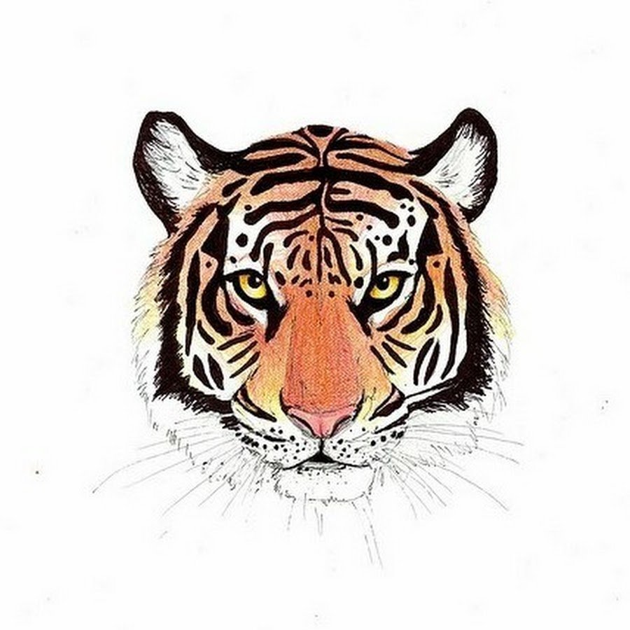 Голова тигра рисунок