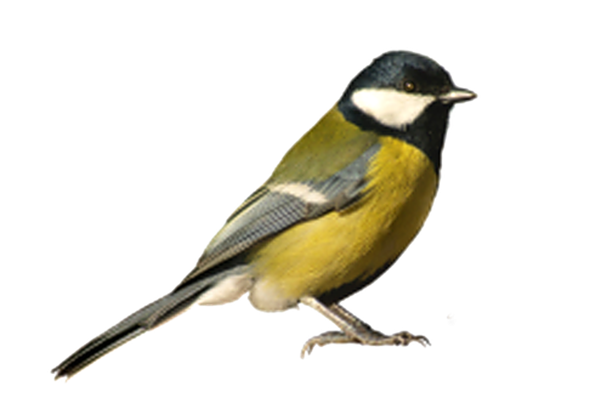 Синичка на белом фоне