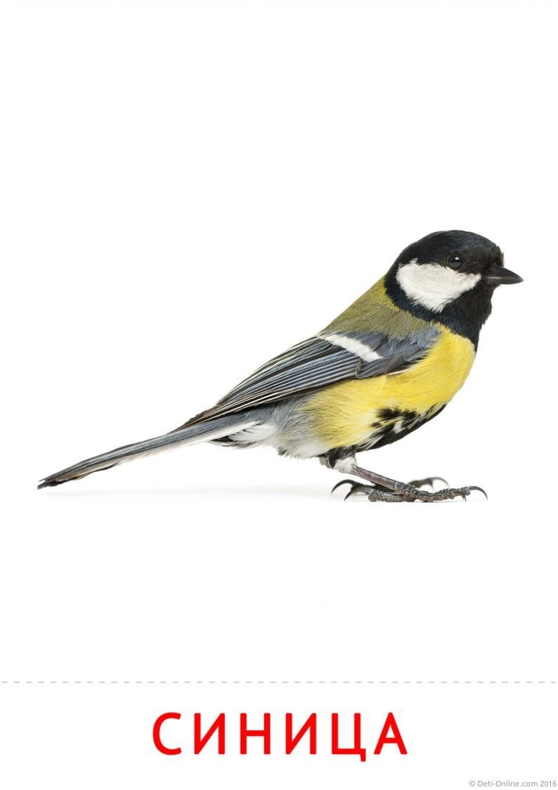 Карточка птицы синица