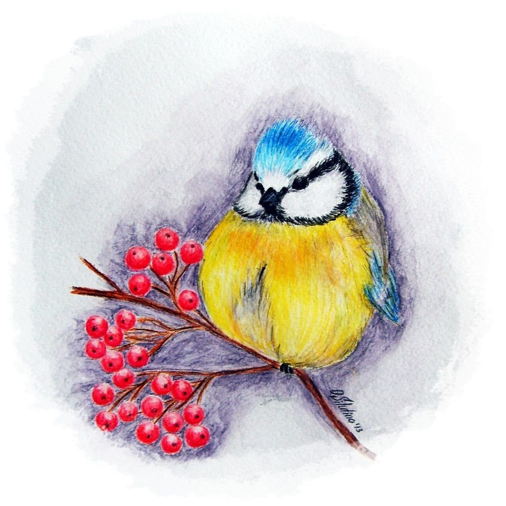 Лазаревка синичка рисунок