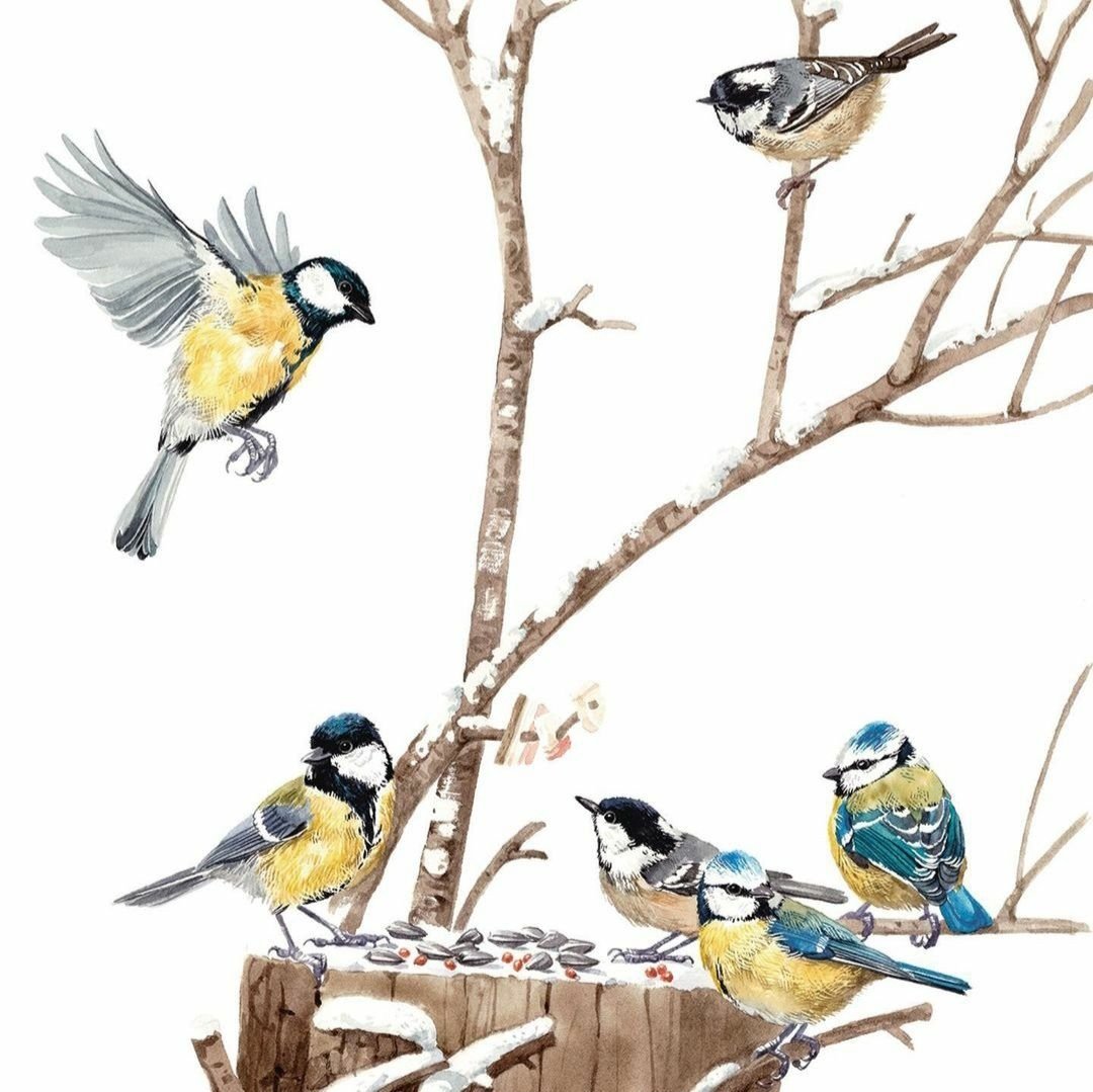 Кормушка для птиц на прозрачном фоне