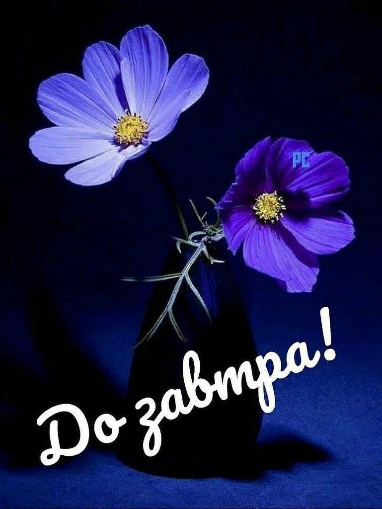 Космея голубая