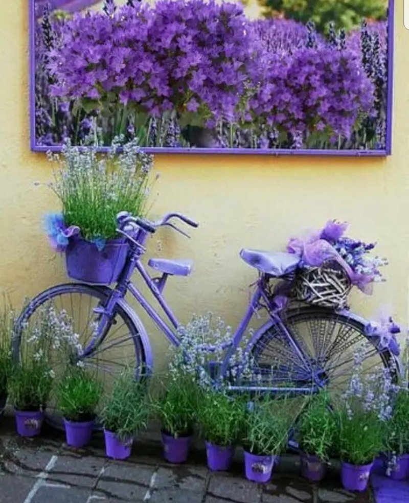 Лавандовое в корзине картина