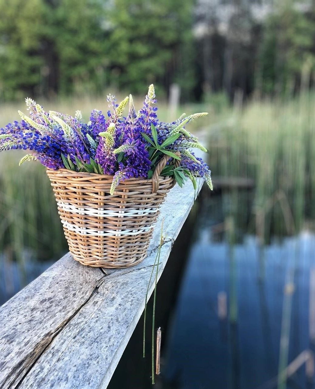 Оланта лавандовый Прованс