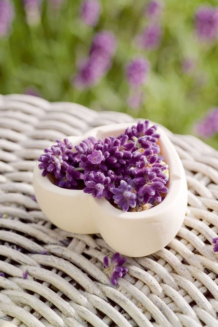 Красивая Лаванда