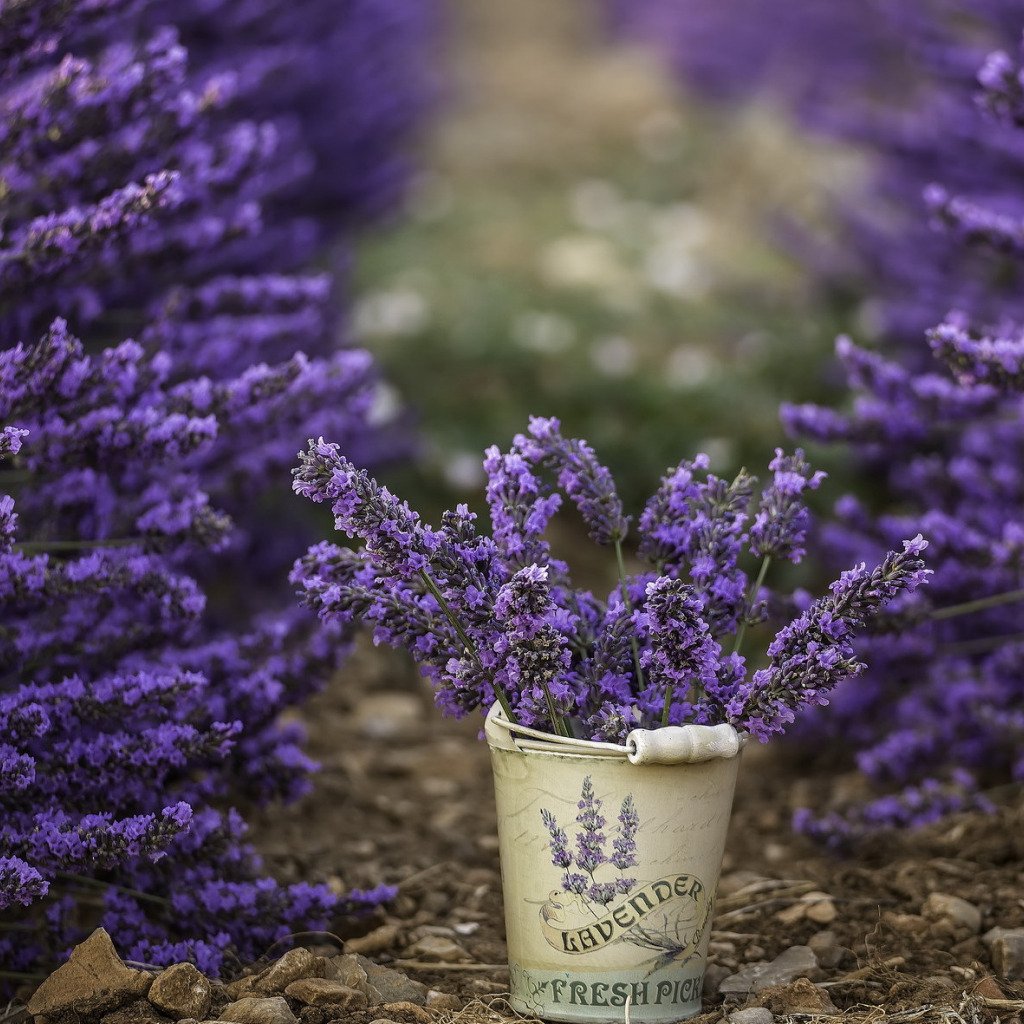 Лаванда в корзинке