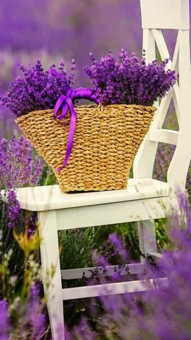 Лавандовый Прованс