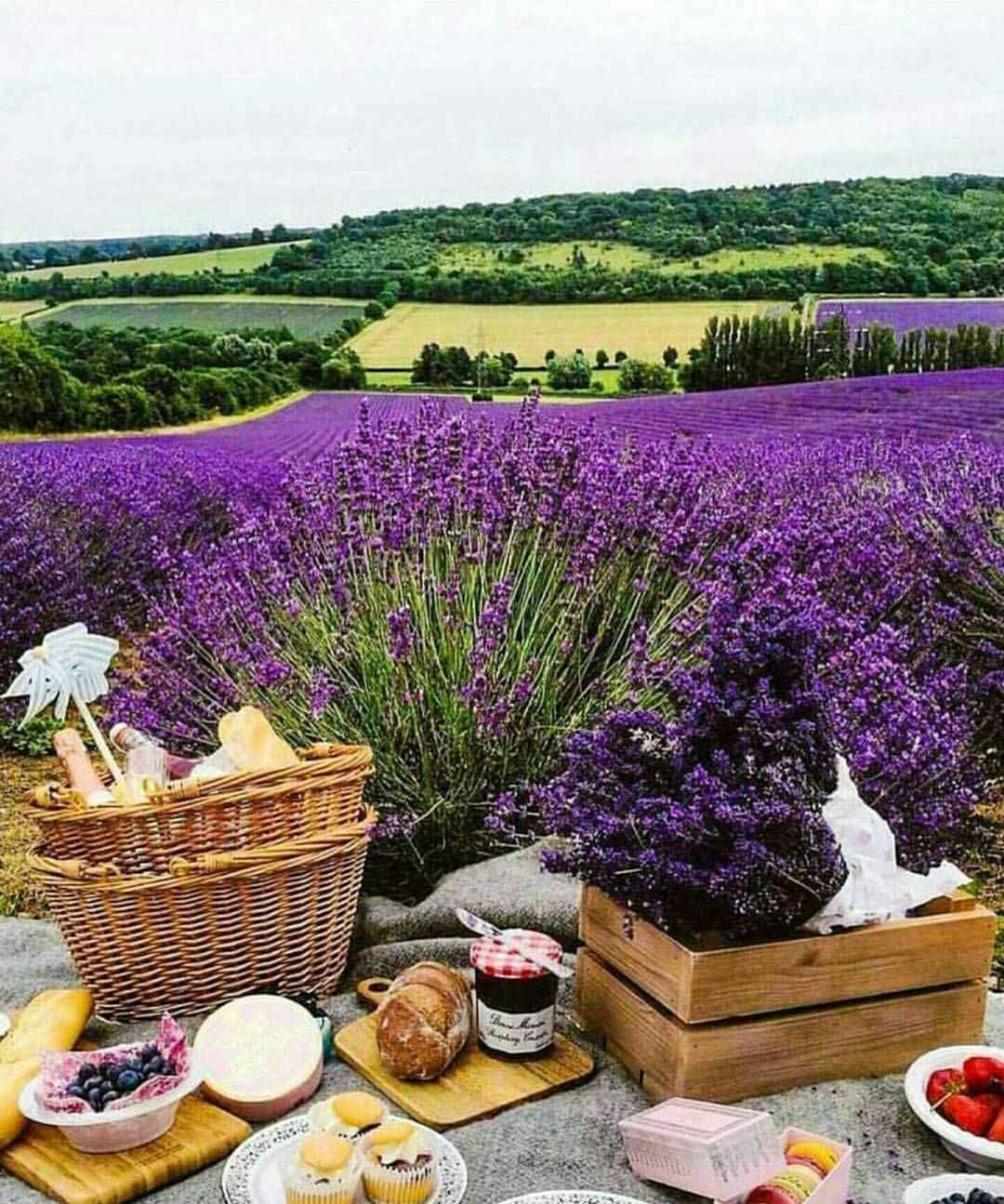 Стиль шебби Шик Лаванда