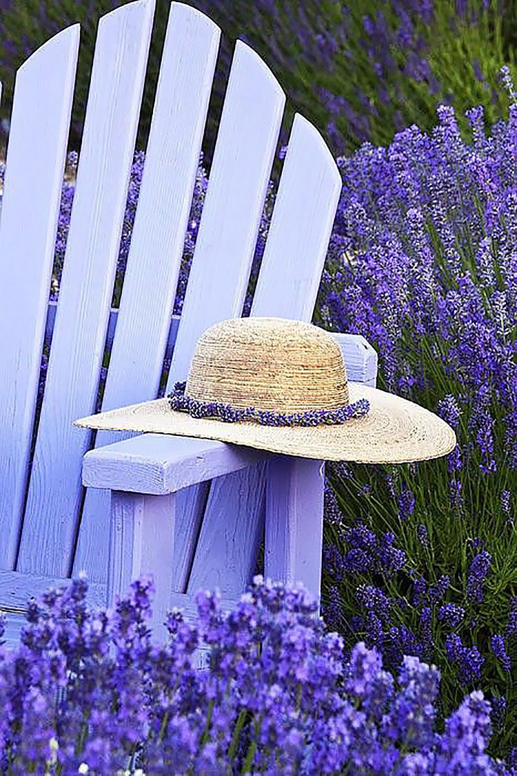 Открытка доброе утро с лавандой