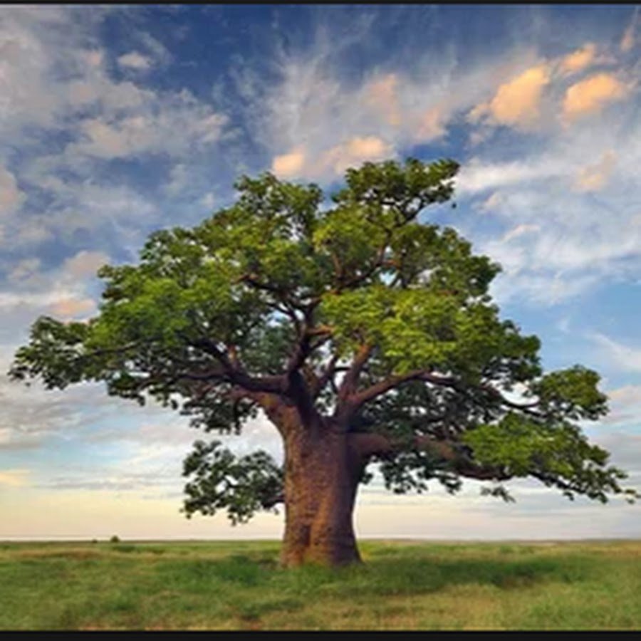 Раскидистая крона дуб