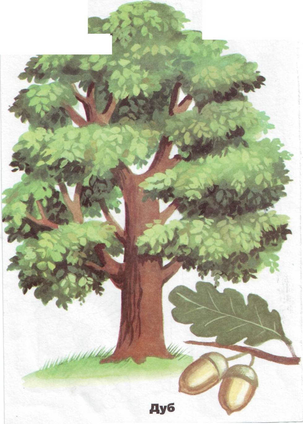 Дуб вектор логотип