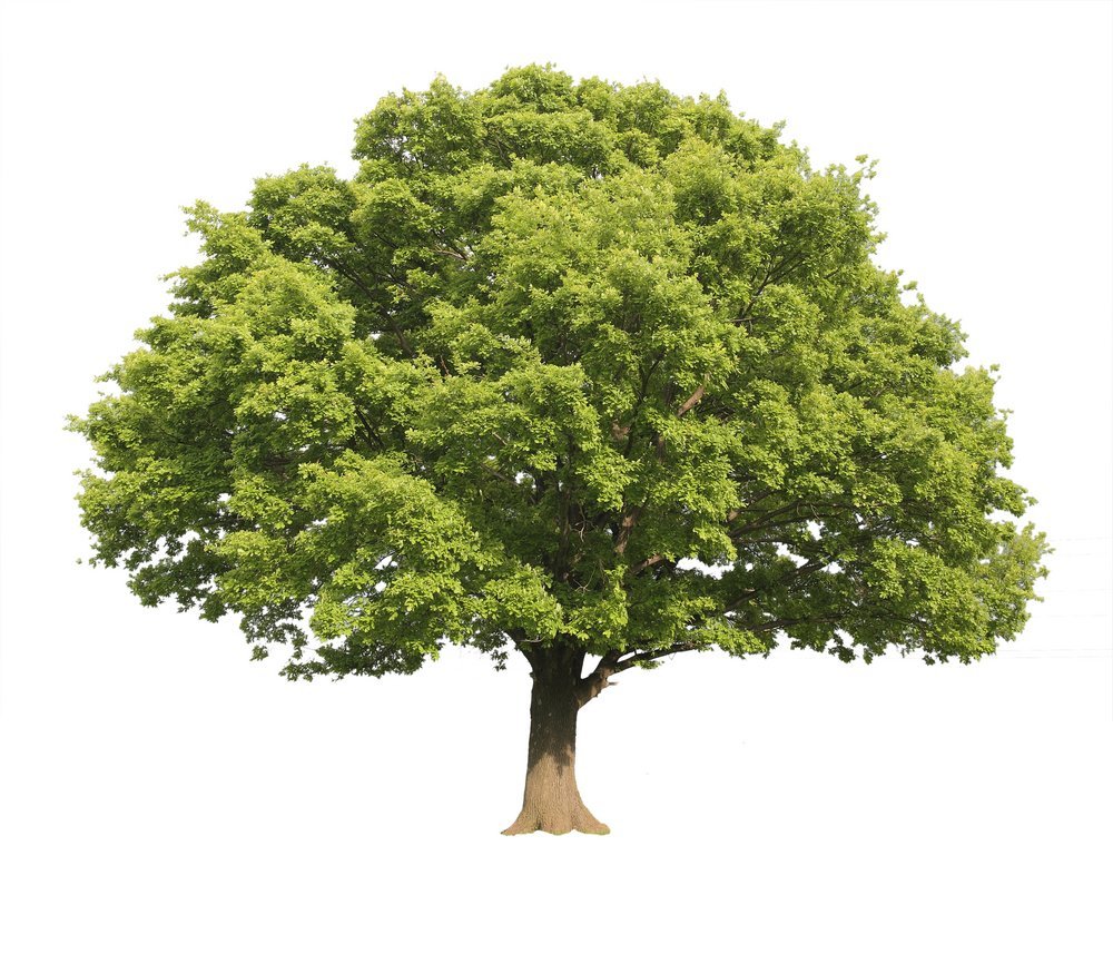 Дерево с раскидистой кроной