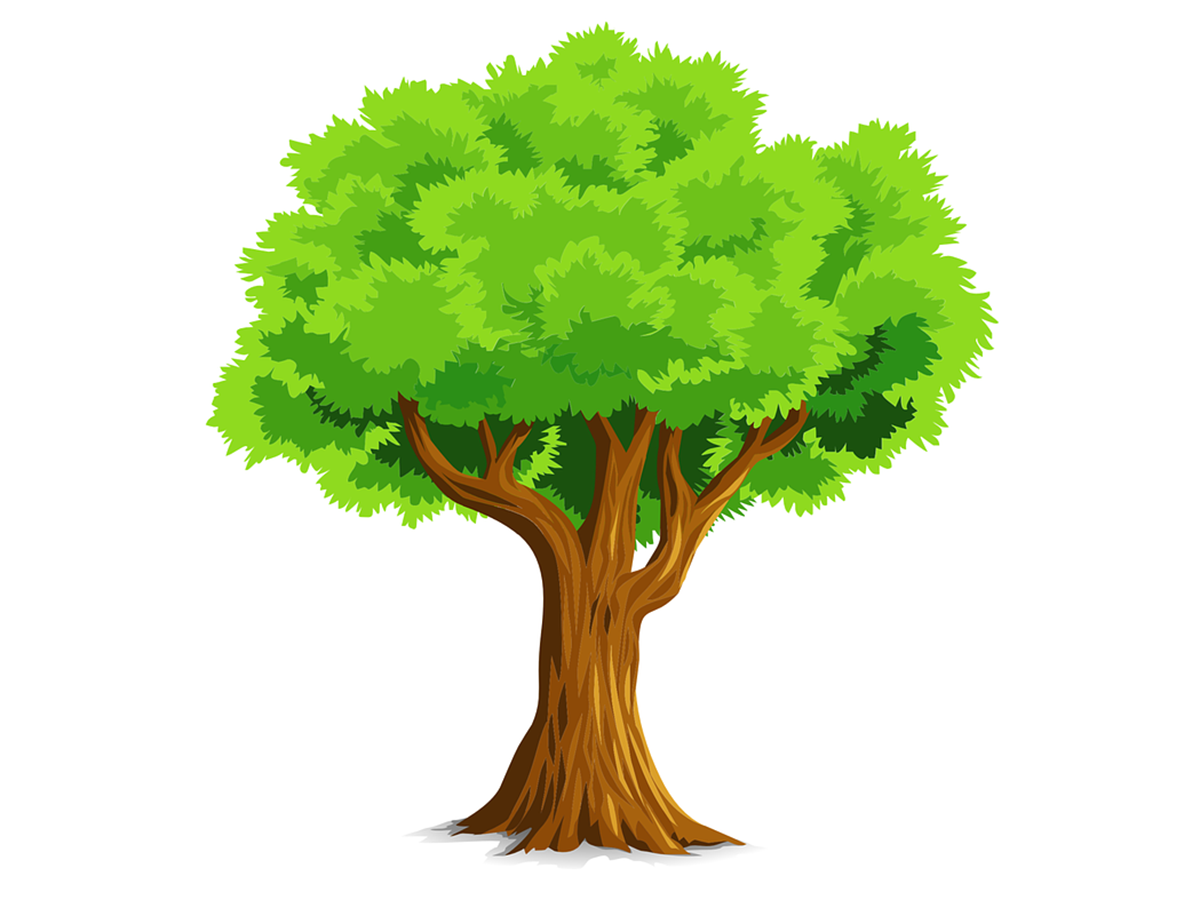 Красивое дерево