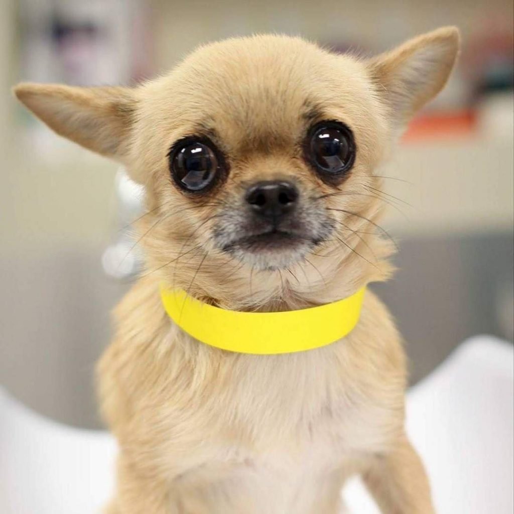 Чихуахуа м̥и̥л̥а̥ш̥к̥а̥