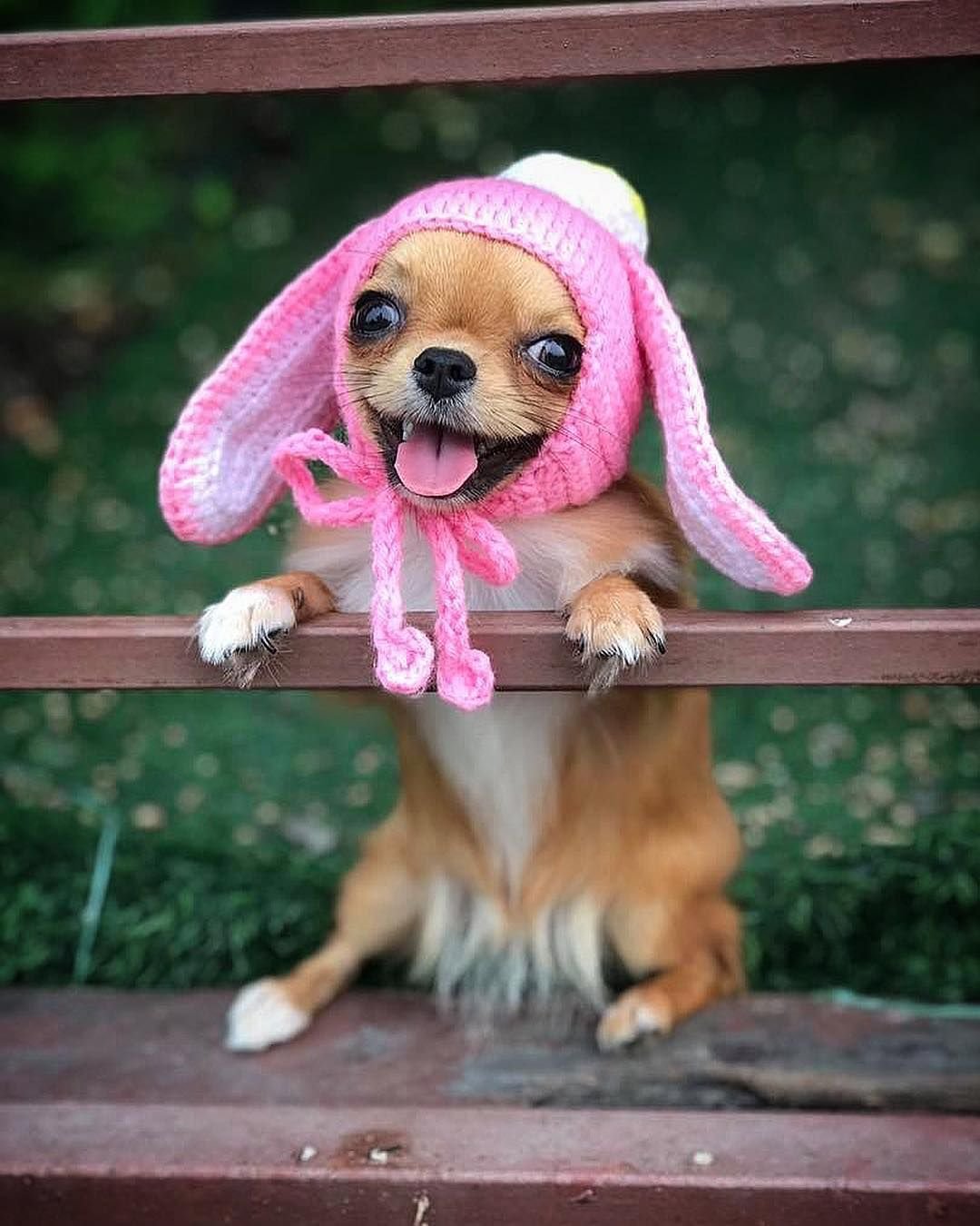 Самые милые собаки маленькие