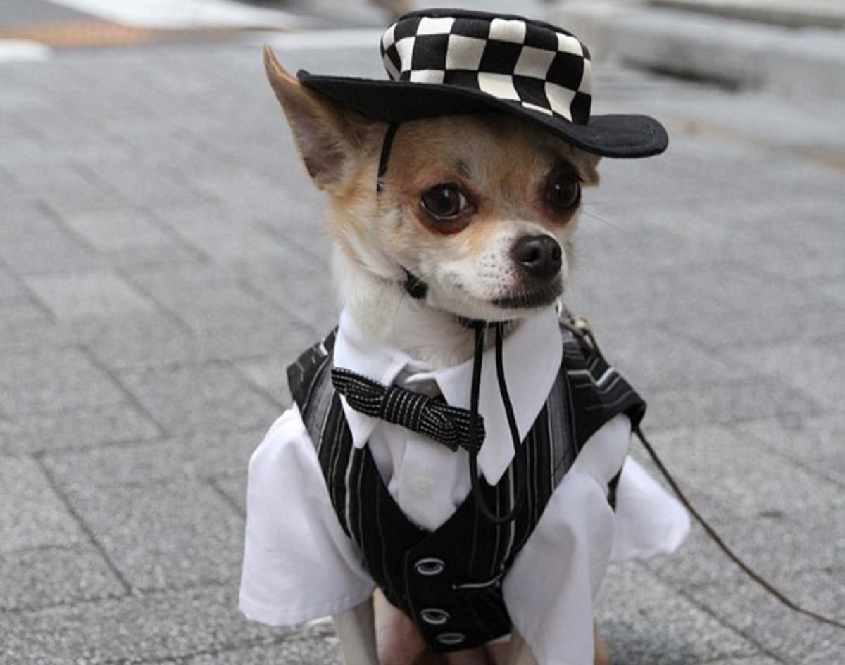 Чихуахуа джентльмен