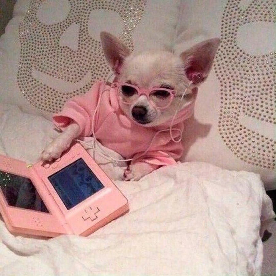 Мемы с чихуа Хуа