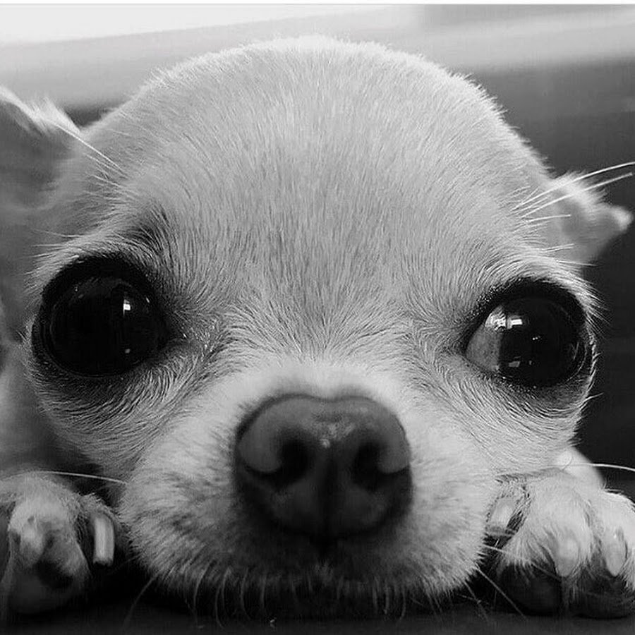 Грустная чихуахуа