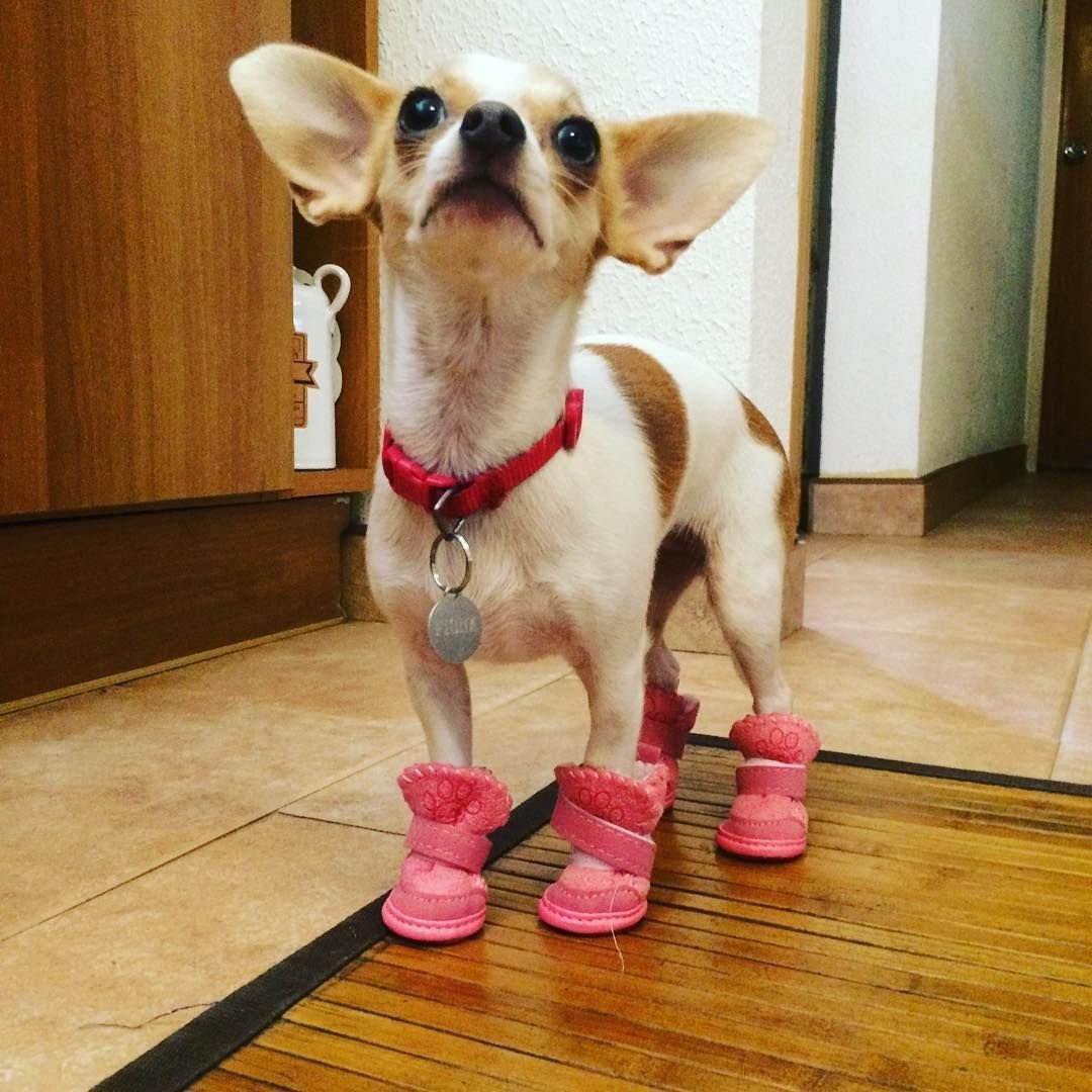 Тапочки для чихуахуа
