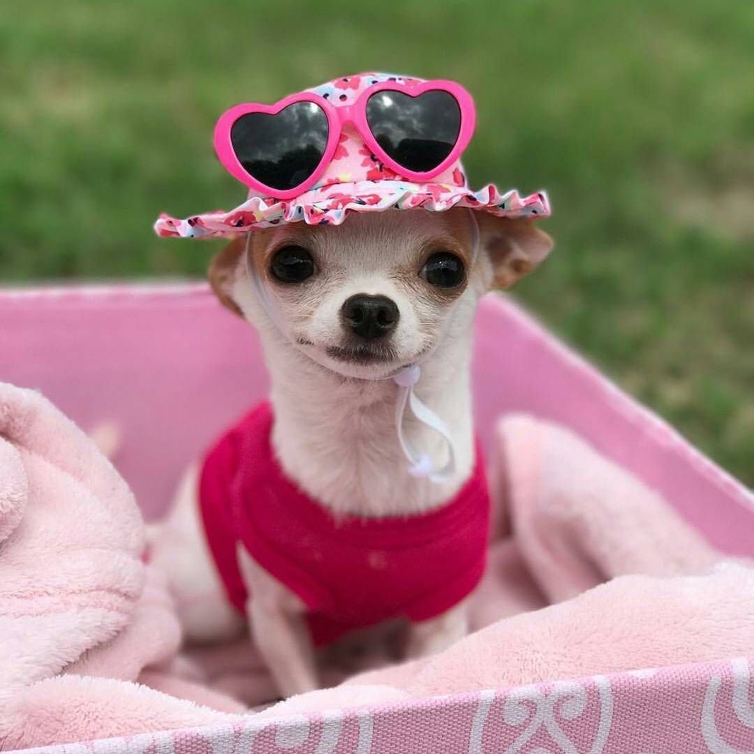 Смешные щенки чихуахуа