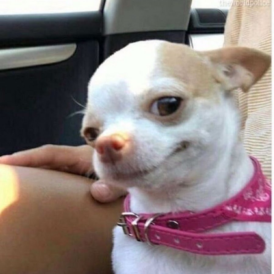 Чихуахуа подозревака