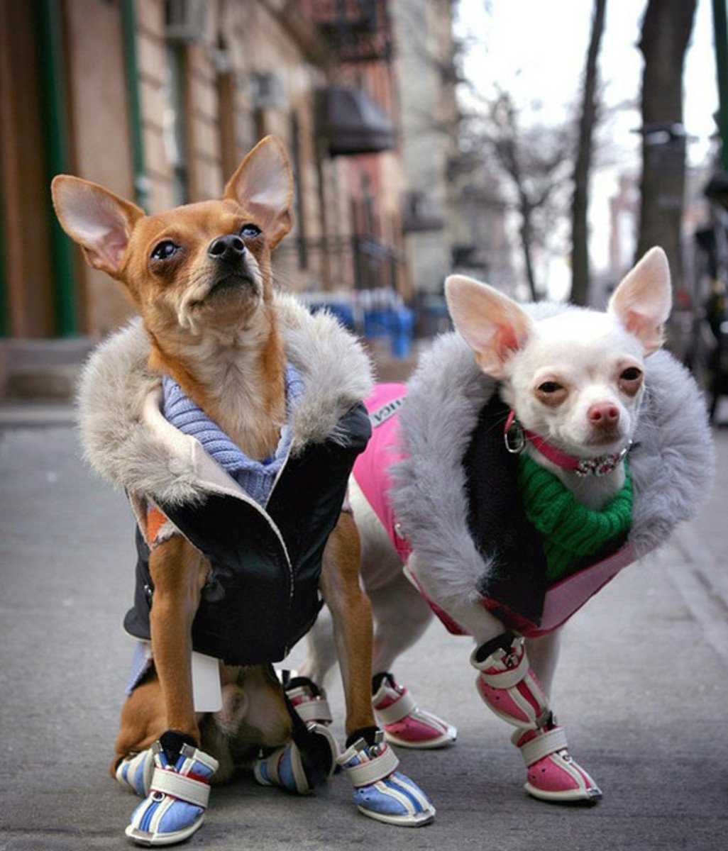 Модные собаки