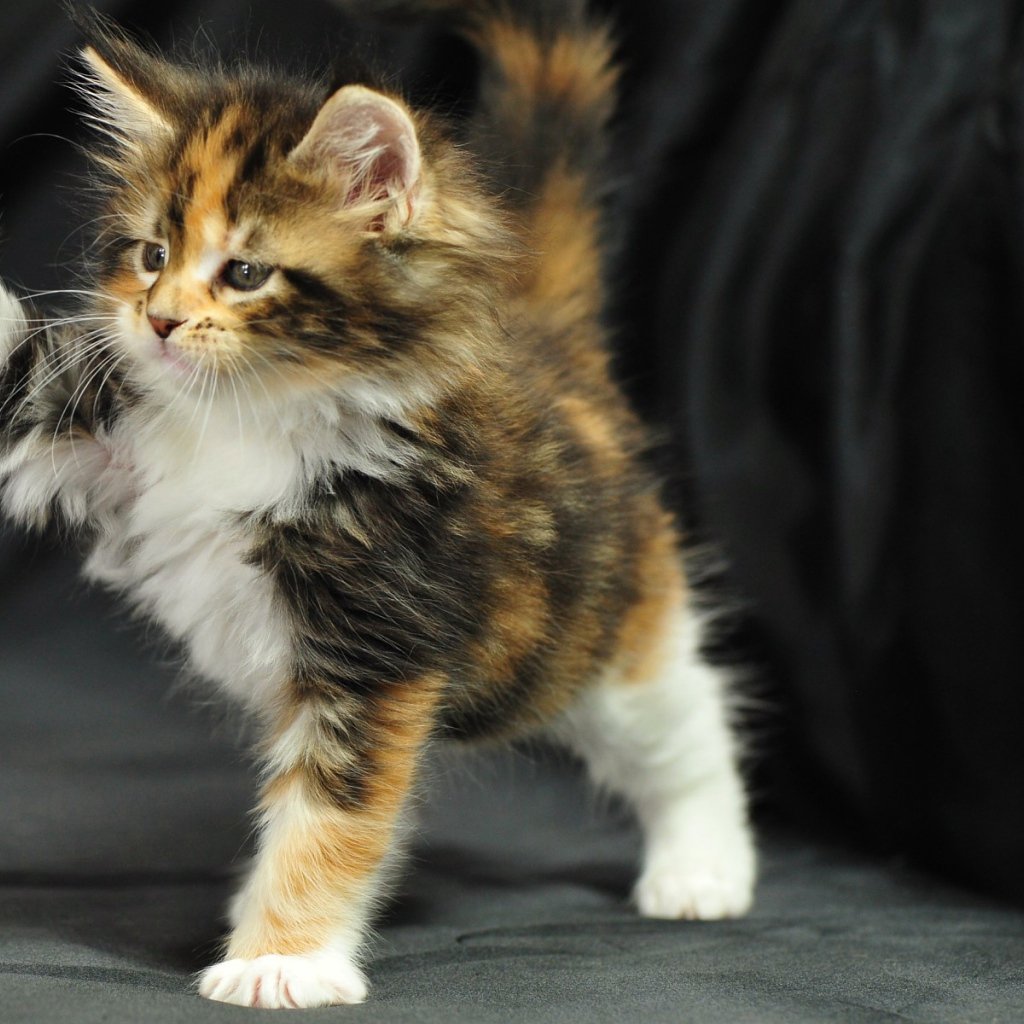 Ангела ко сну