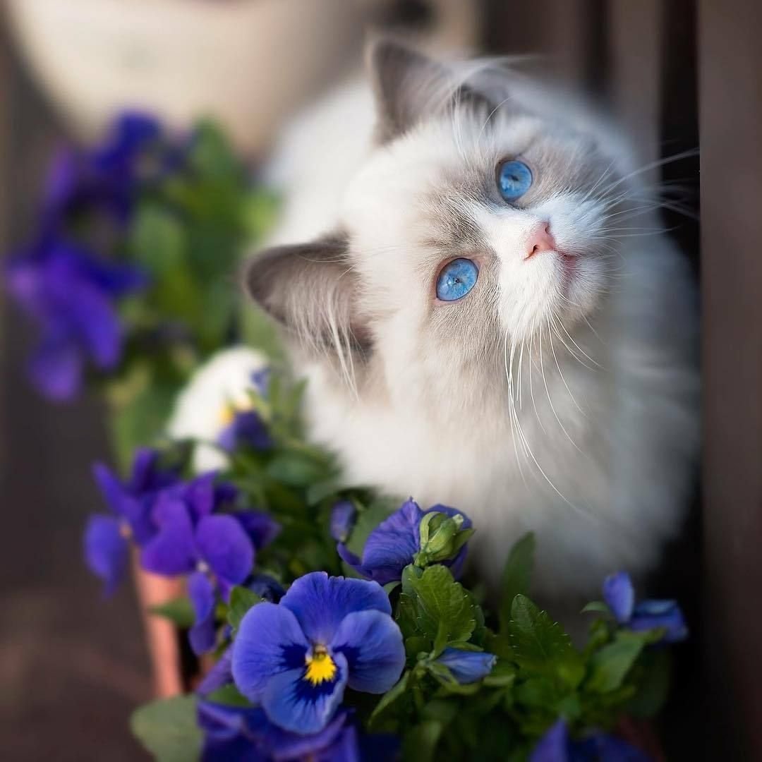 Открытка с котом Живая