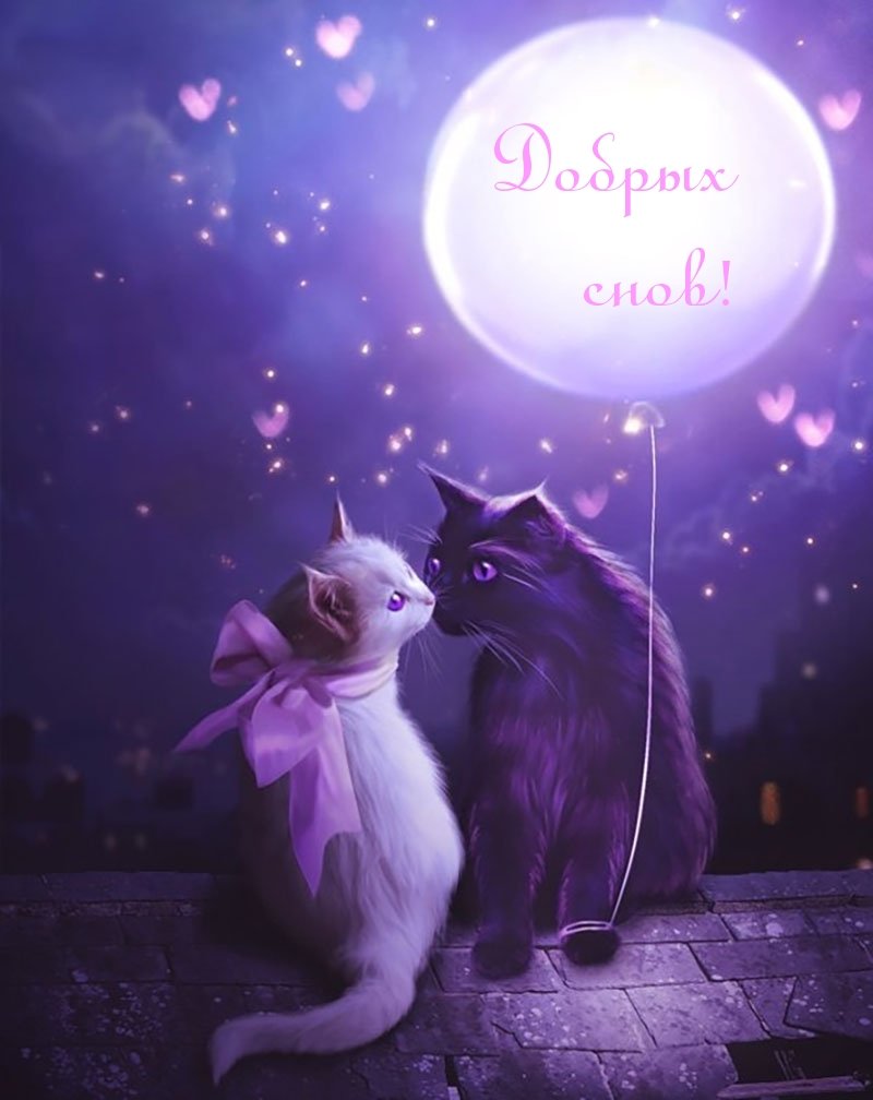 Волшебные котики