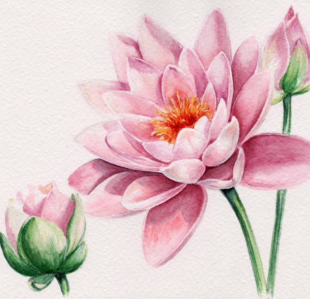 Лотос цветными карандашами