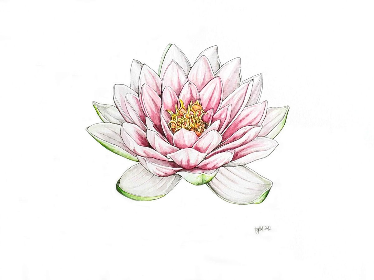 Лотос рисунок