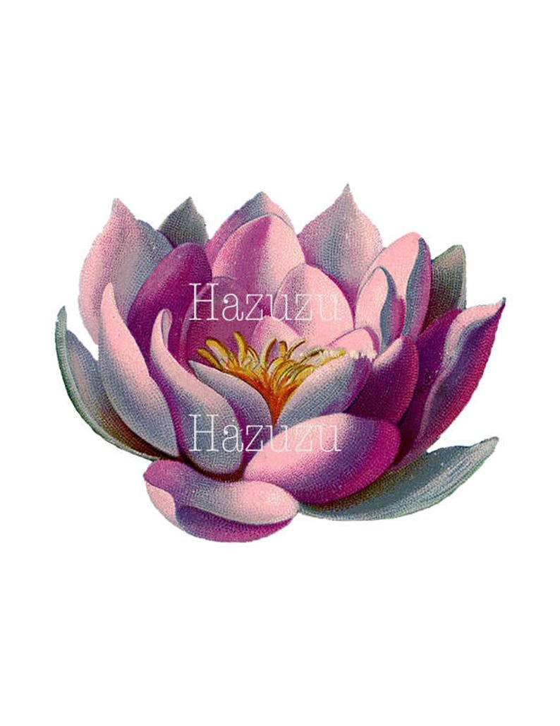 Лотос нарисованный сверху