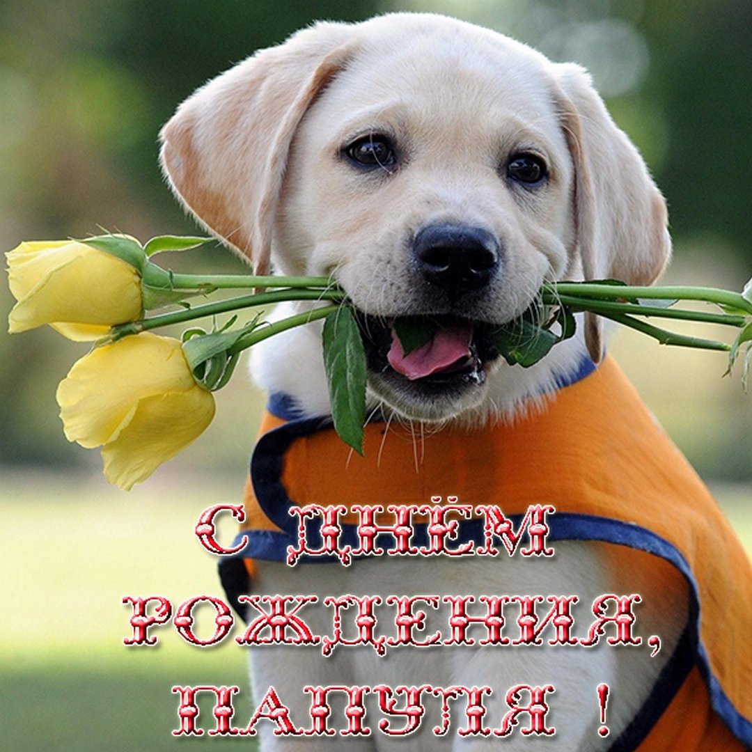 Открытки с добрым утром с собаками