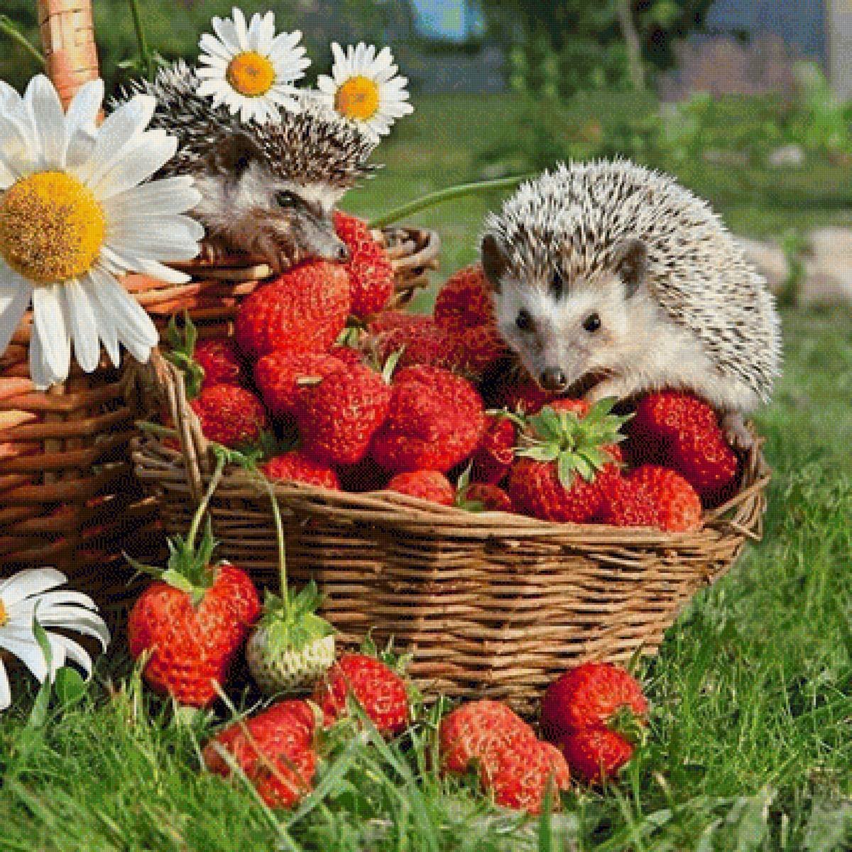 Ёжики Елена Еремина лето