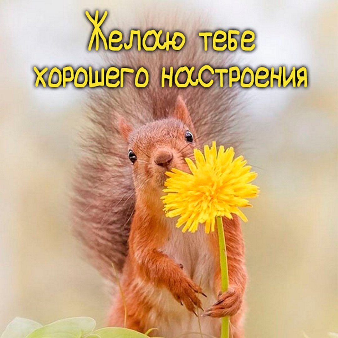 Доброе утро зверюшки