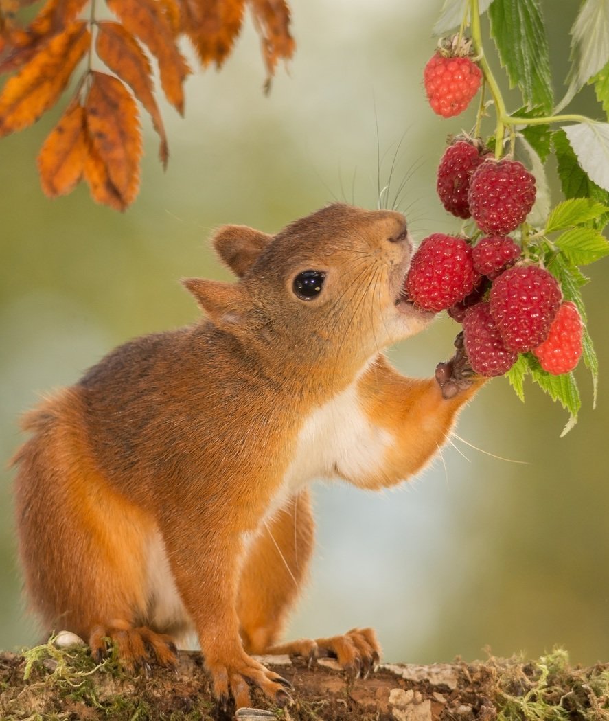 Доброе утро Бельчонок