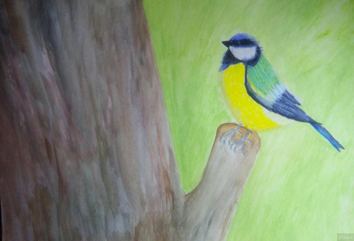 Синица лазоревка акварелью