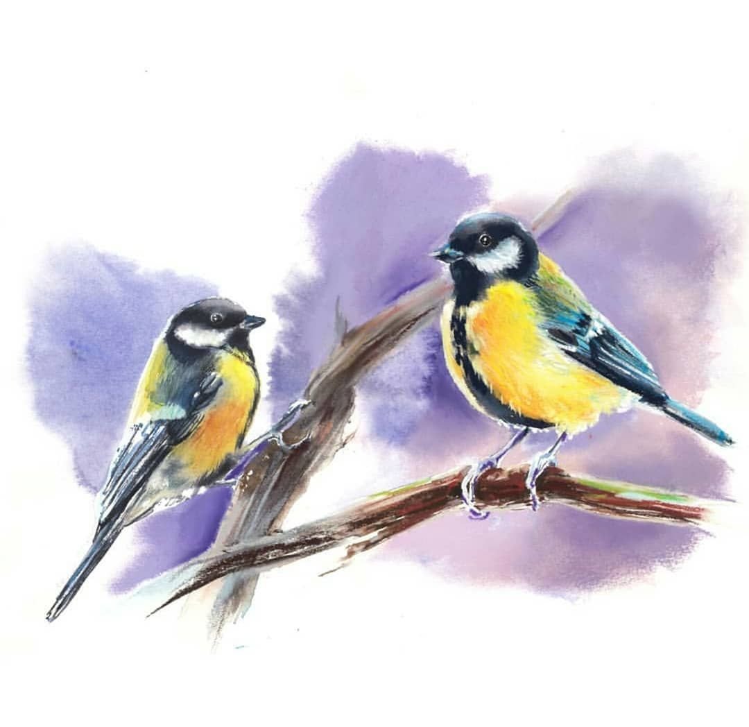 Обыкновенная лазоревка рисунок