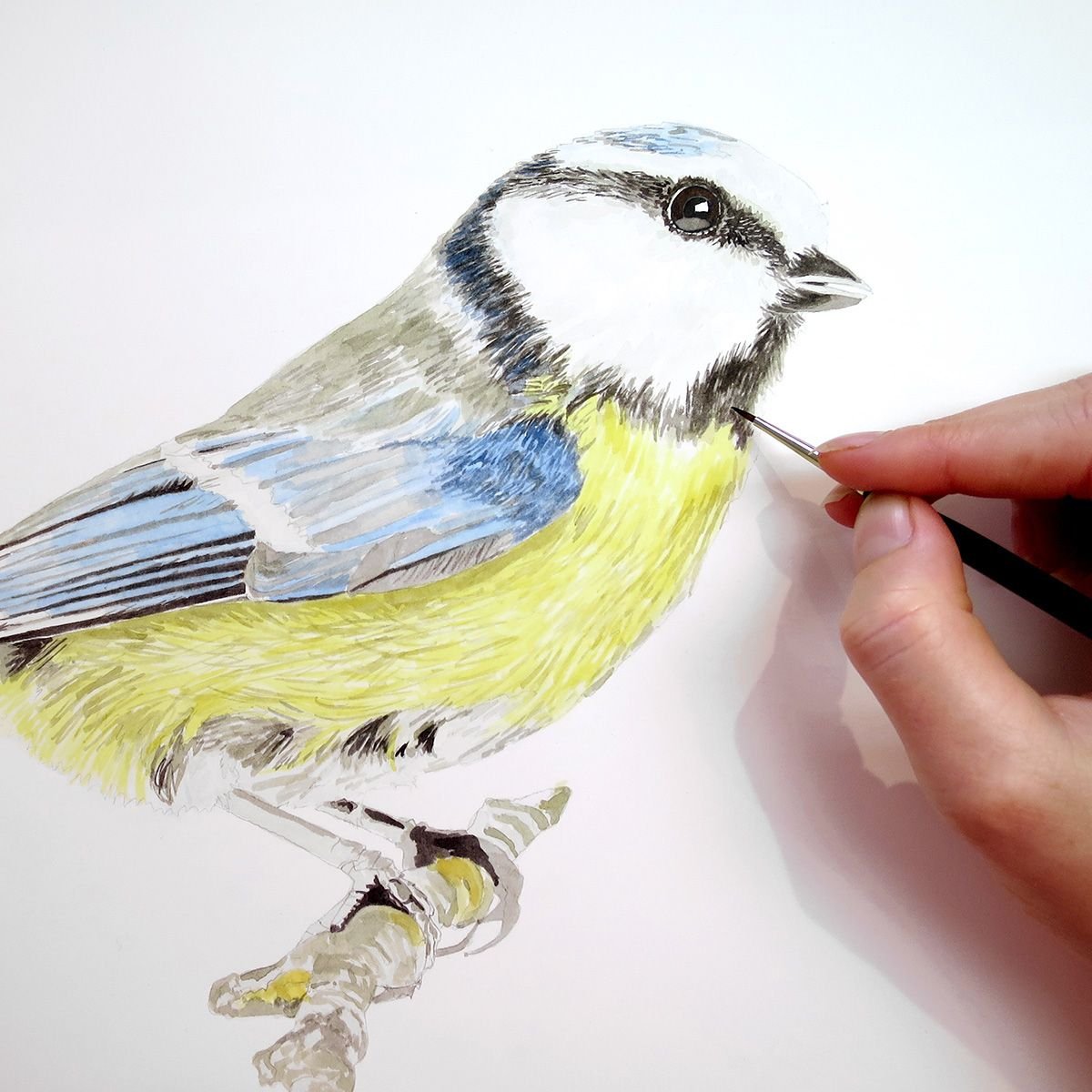 Синица лазоревка рисунок