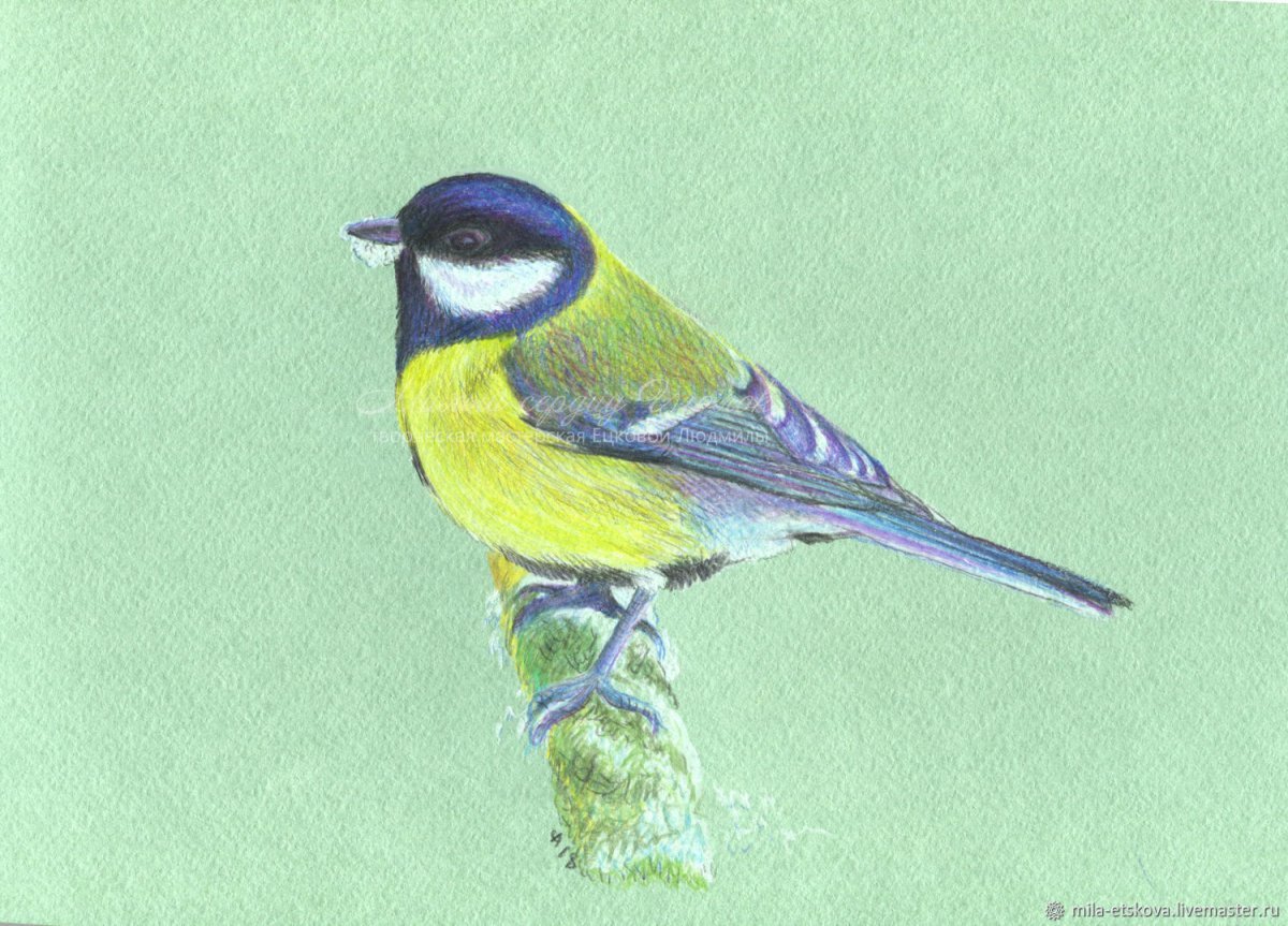 Синица пастелью
