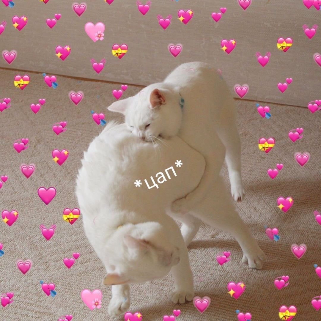 Милые щеночки корги