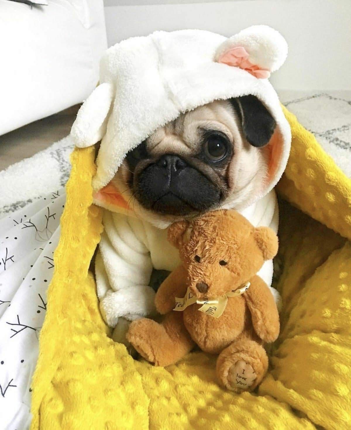 Милые картинки животных с надписью