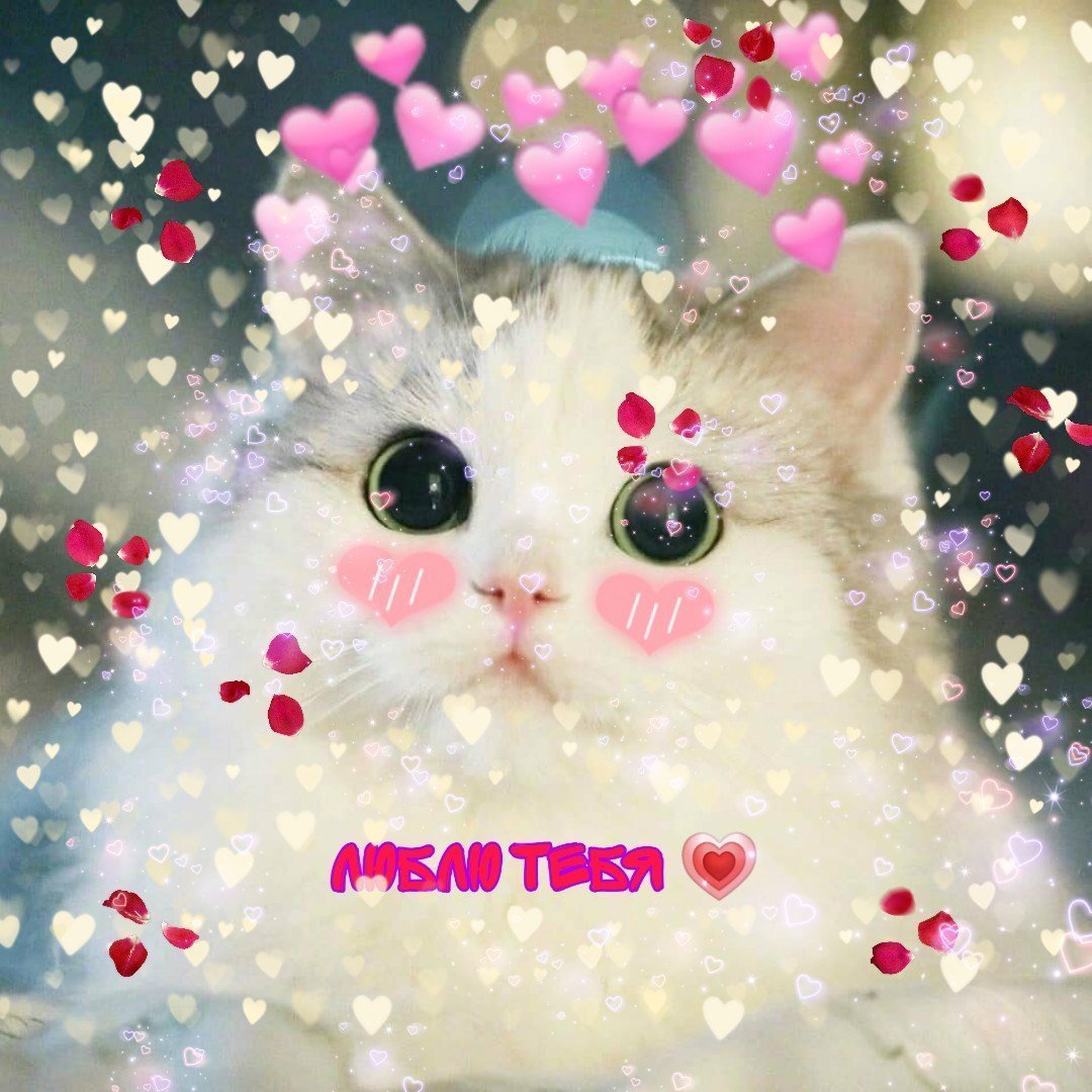 Мопс Пинтерест